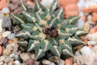 Ariocarpus kotschoubeyanus ssp. sladkovskyi v. nova KMR 108.jpg
